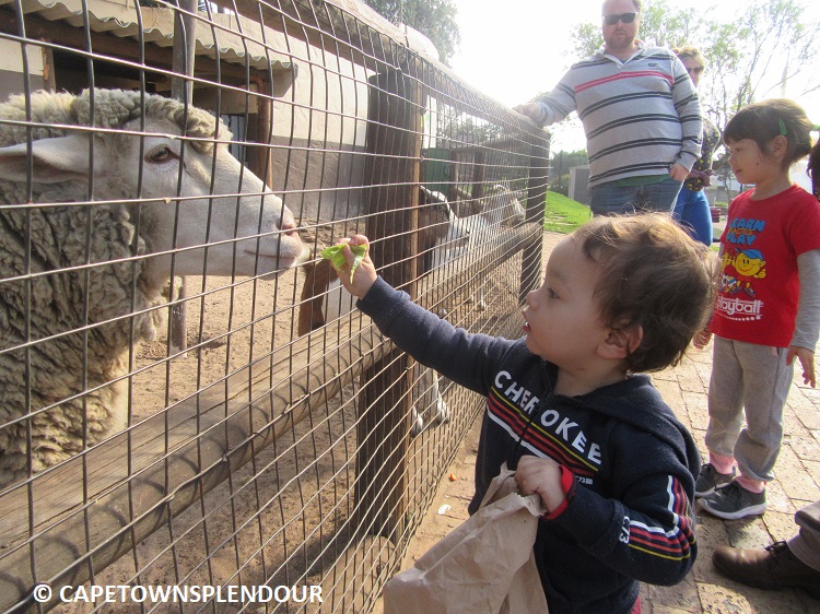 The farmyard